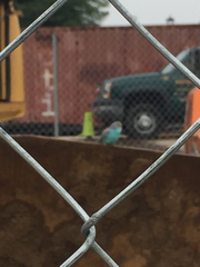 Melopsittacus undulatus domesticus