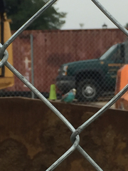 Melopsittacus undulatus domesticus