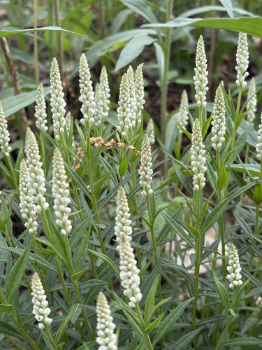 Seneca Snakeroot