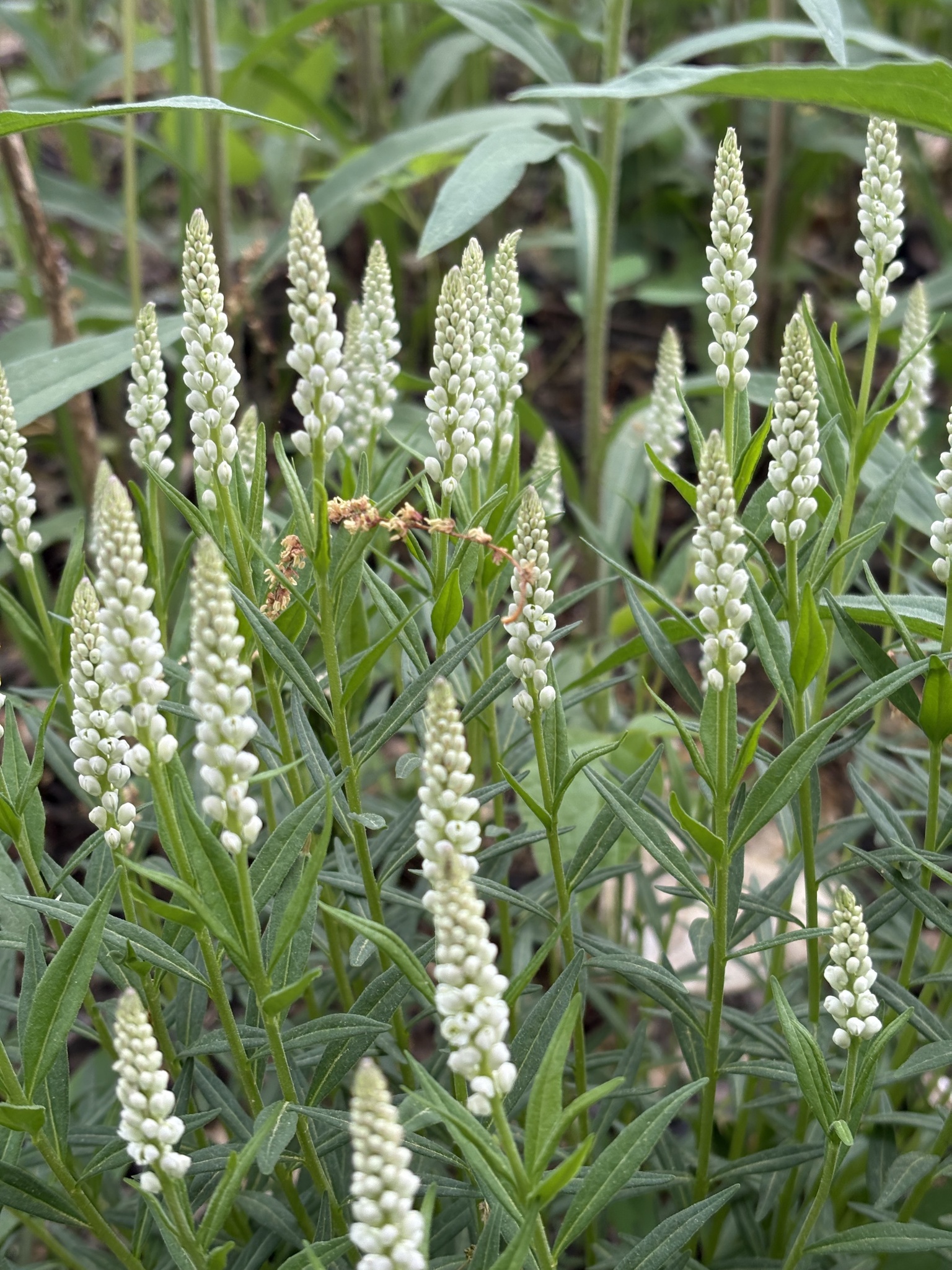 Polygala senega