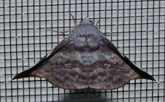 Oenochroma turneri