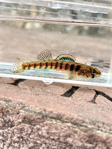 Iowa darter (Etheostoma exile) — Percidae