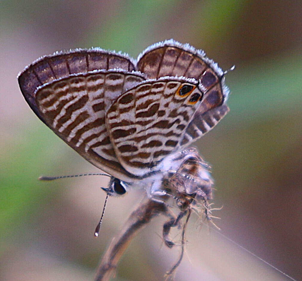 Zebra Blue