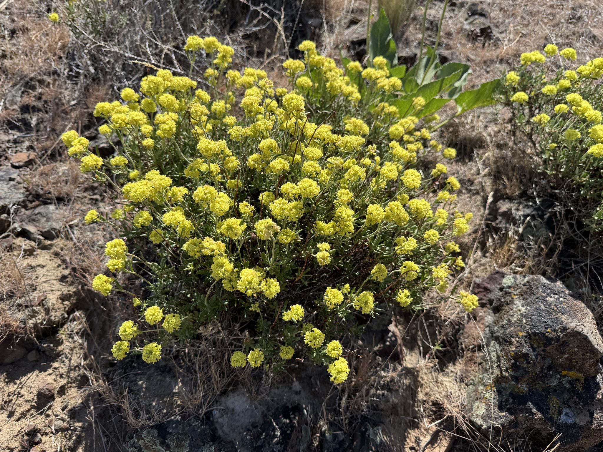 Eriogonum sphaerocephalum
