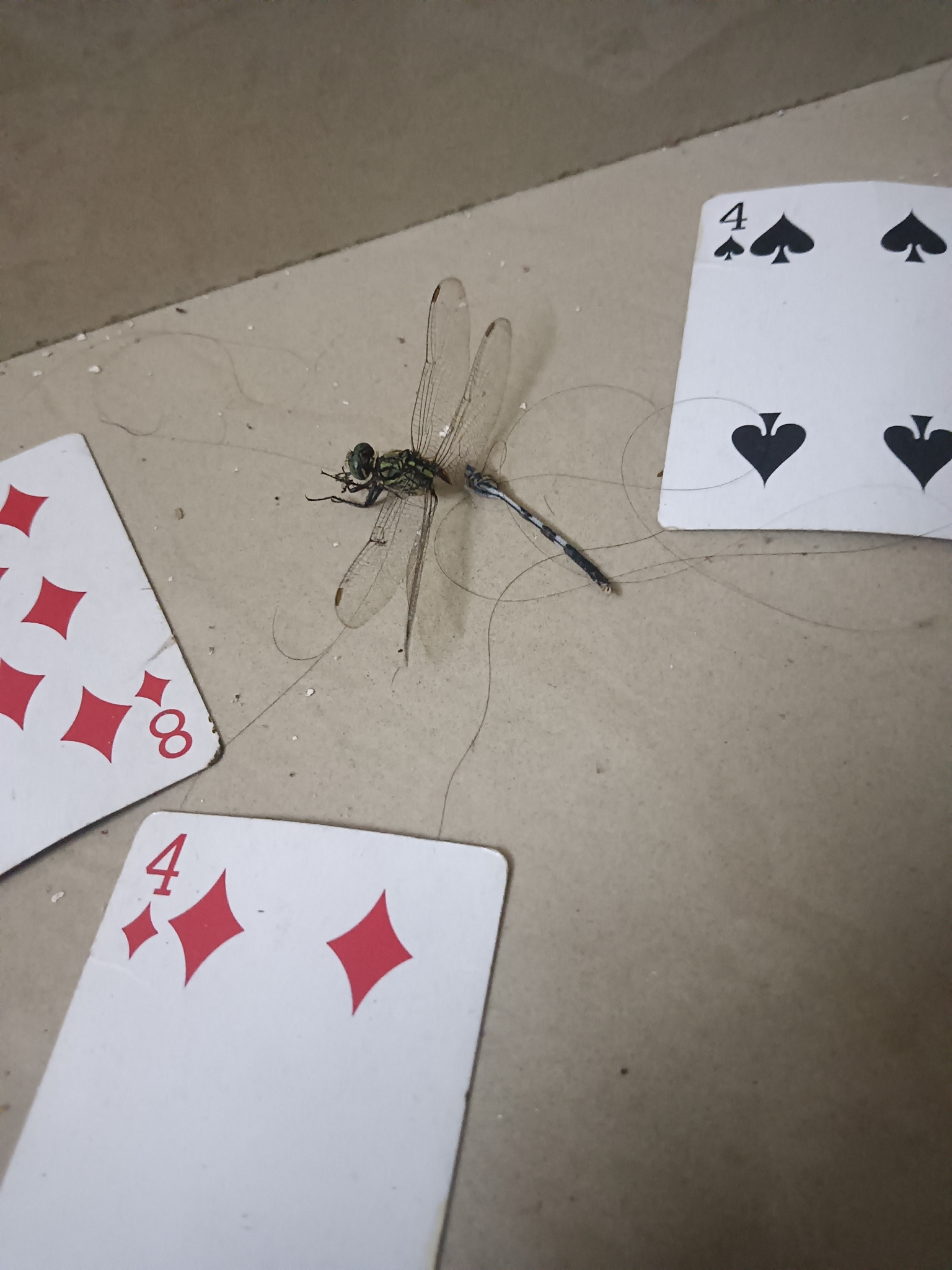 Slender Skimmer
