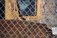 Melopsittacus undulatus domesticus
