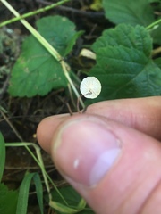 Marasmius armeniacus
