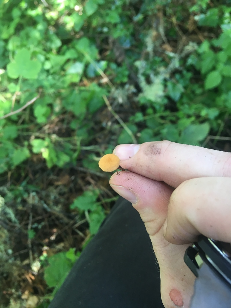 Marasmius armeniacus