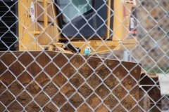 Melopsittacus undulatus domesticus