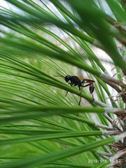 Ammophila placida