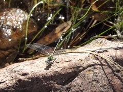 Erpetogomphus
