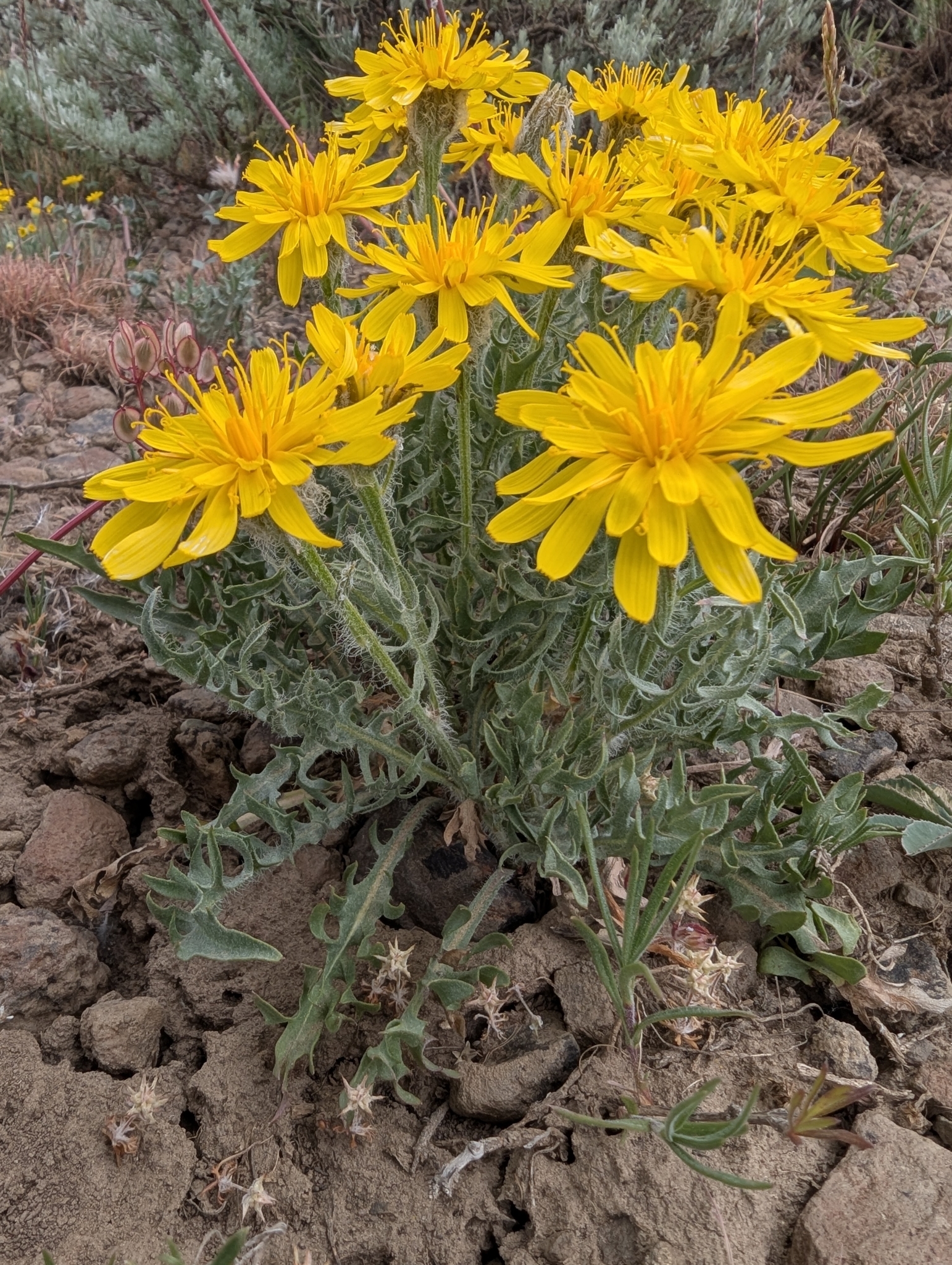 Crepis modocensis