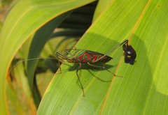Diactor bilineatus