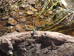 Erpetogomphus