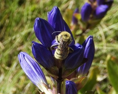 Bombus fervidus