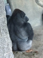 Gorilla gorilla