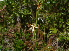 Pleea tenuifolia