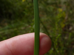 Pleea tenuifolia