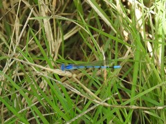 Argia nahuana
