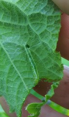 Diaphania hyalinata
