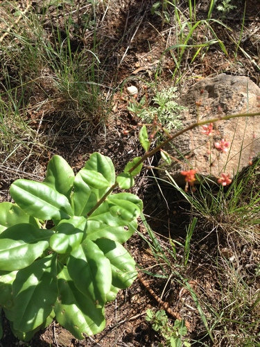 Talinum paniculatum