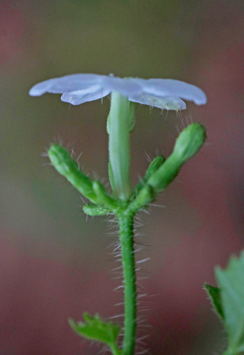 spurge nettle