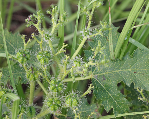 spurge nettle