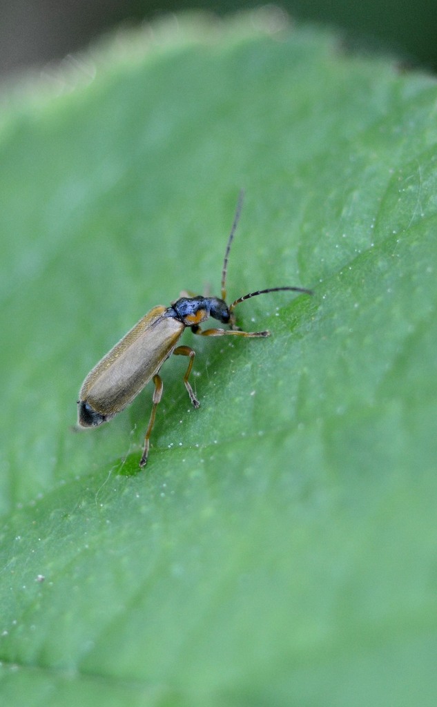 Rhagonycha testacea