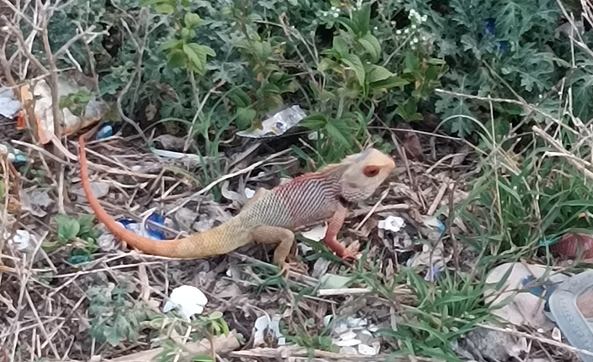 Oriental Garden Lizard