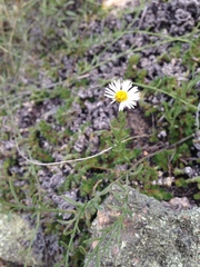 Erigeron flagellaris