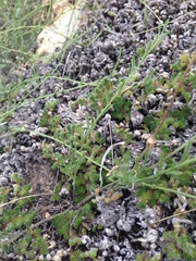 Erigeron flagellaris