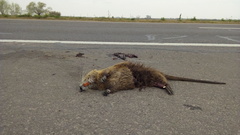 Myocastor coypus coypus