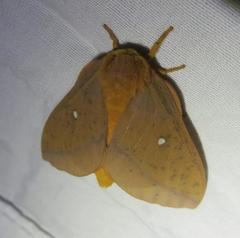 Anisota fuscosa