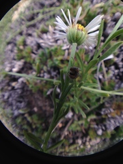 Erigeron flagellaris