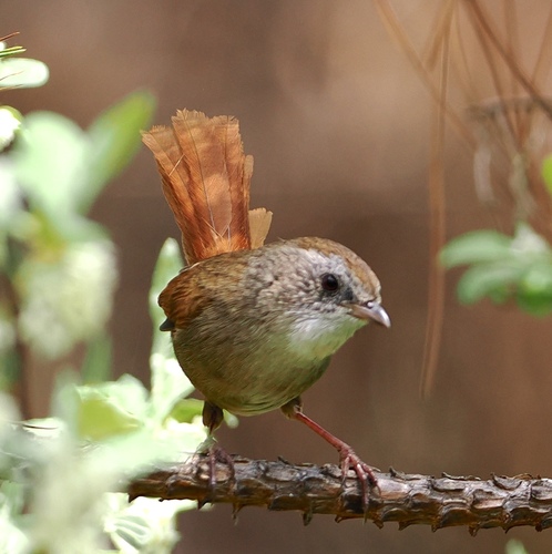Rufous-tailed Babbler (Moupinia poecilotis), photo 2