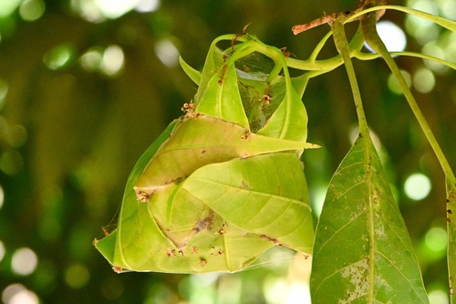 African Weaver Ant