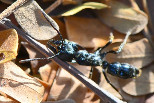 African stink ant