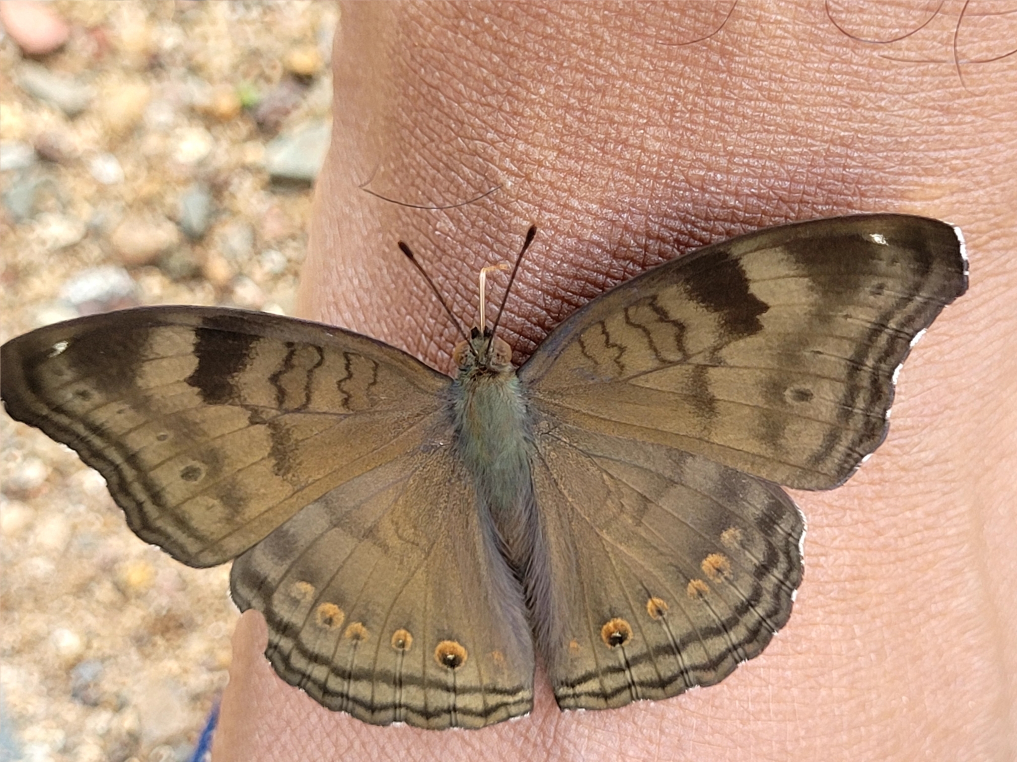 Chocolate Pansy
