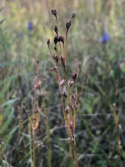 Juncus brachycephalus
