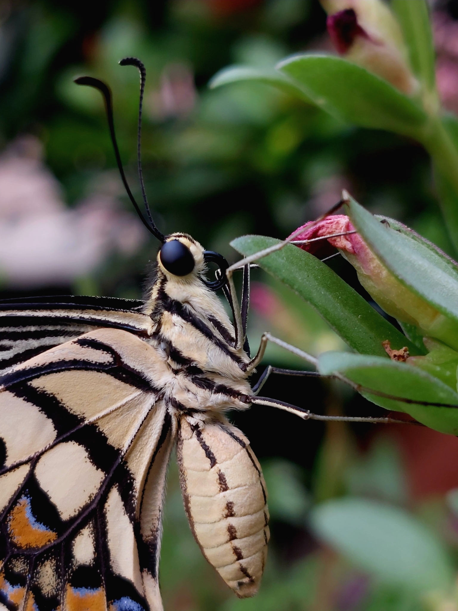 Lime Swallowtail
