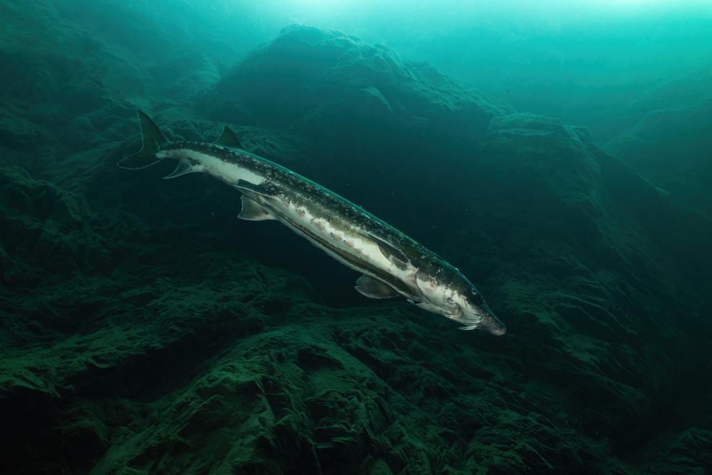 Barbel sturgeon (Acipenser medirostris) — Acipenseridae