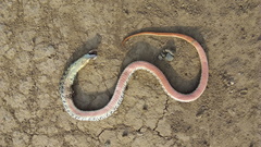 Lygophis anomalus