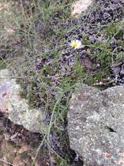 Erigeron flagellaris