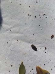 Ectinogonia buquetii