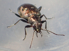 Bembidion levettei