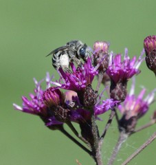 Melissodes denticulatus