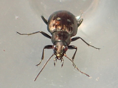 Bembidion levettei