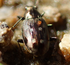 Bembidion levettei