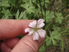 Geranium californicum