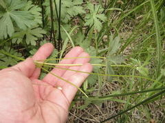 Geranium californicum